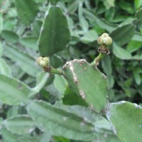 Euphorbia antiquorum L.